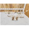 Image 1 : 3 Sets Of Whitetail Shed Antlers
