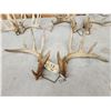 Image 2 : 3 Sets Of Whitetail Shed Antlers