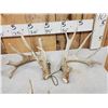 Image 3 : 3 Sets Of Whitetail Shed Antlers