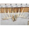 Image 4 : 3 Sets Of Whitetail Shed Antlers
