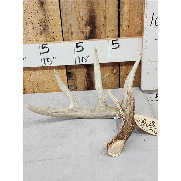74 6/8" Wild Whitetail Shed Antler