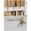 Image 1 : 74 6/8" Wild Whitetail Shed Antler