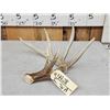Image 2 : 74 6/8" Wild Whitetail Shed Antler