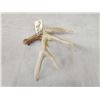 Image 3 : 74 6/8" Wild Whitetail Shed Antler