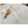 Image 4 : 74 6/8" Wild Whitetail Shed Antler