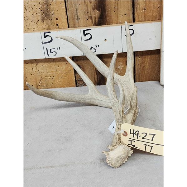 85 2/8" Wild Whitetail Shed Antler