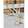 Image 1 : 85 2/8" Wild Whitetail Shed Antler