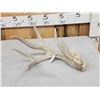 Image 2 : 85 2/8" Wild Whitetail Shed Antler