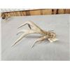Image 3 : 85 2/8" Wild Whitetail Shed Antler