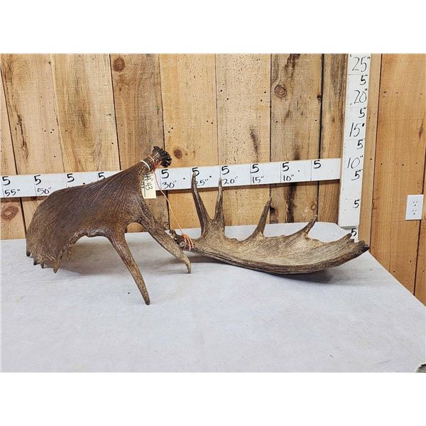 15.1 Lbs Set Of Alaskan Moose Shed Antlers