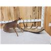 Image 1 : 15.1 Lbs Set Of Alaskan Moose Shed Antlers