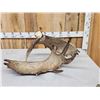 Image 2 : 15.1 Lbs Set Of Alaskan Moose Shed Antlers