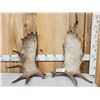 Image 3 : 15.1 Lbs Set Of Alaskan Moose Shed Antlers