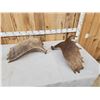 Image 4 : 15.1 Lbs Set Of Alaskan Moose Shed Antlers