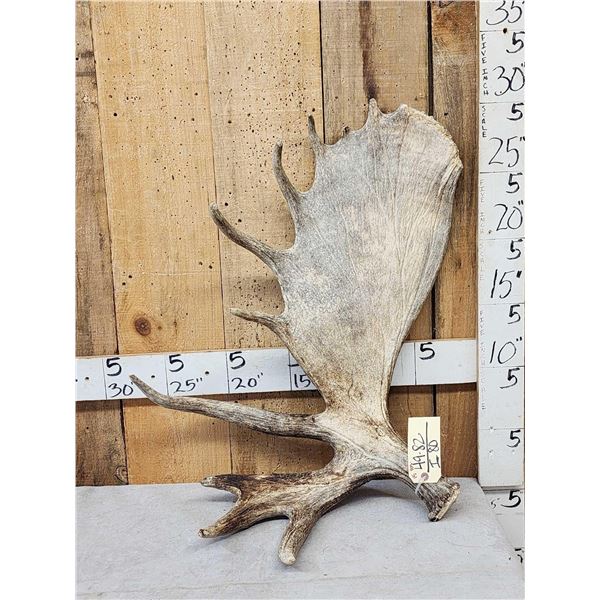 15 Lbs Alaskan Moose Shed Antler