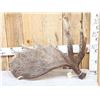 Image 2 : 15 Lbs Alaskan Moose Shed Antler