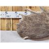 Image 3 : 15 Lbs Alaskan Moose Shed Antler