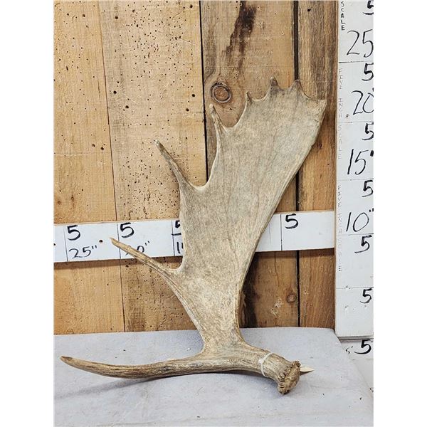5.6 Lbs Alaskan Moose Shed Antler