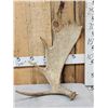 Image 1 : 5.6 Lbs Alaskan Moose Shed Antler