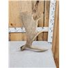 Image 2 : 5.6 Lbs Alaskan Moose Shed Antler