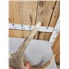 Image 3 : 5.6 Lbs Alaskan Moose Shed Antler