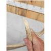 Image 4 : 5.6 Lbs Alaskan Moose Shed Antler