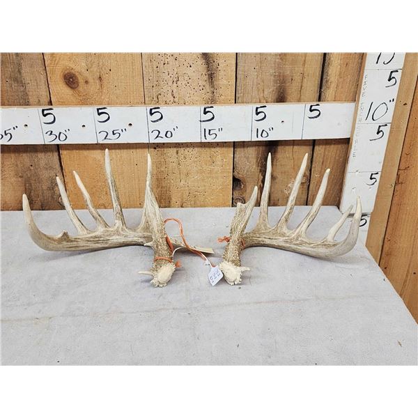 Set Of 6x6 Wild Whitetail Shed Antlers