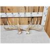 Image 1 : Set Of 6x6 Wild Whitetail Shed Antlers