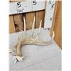 Image 2 : Set Of 6x6 Wild Whitetail Shed Antlers