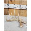 Image 3 : Set Of 6x6 Wild Whitetail Shed Antlers