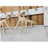 Image 5 : Set Of 6x6 Wild Whitetail Shed Antlers