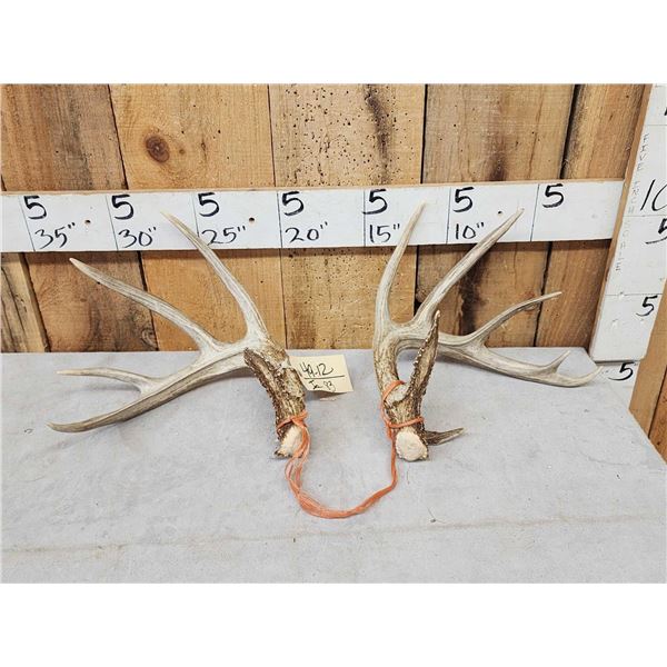 Set Of 5x5 Whitetail Shed Antlers