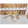 Image 1 : Set Of 5x5 Whitetail Shed Antlers