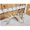 Image 2 : Set Of 5x5 Whitetail Shed Antlers