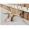 Image 3 : Set Of 5x5 Whitetail Shed Antlers