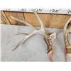 Image 4 : Set Of 5x5 Whitetail Shed Antlers
