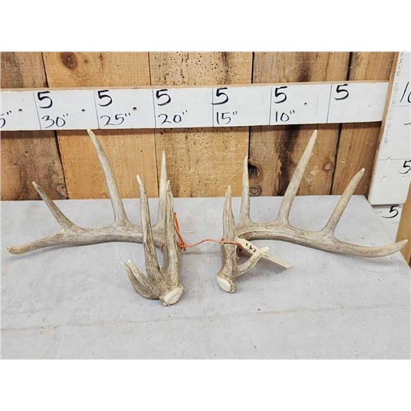 Set Of Main Frame 5x5 Whitetail Shed Antlers