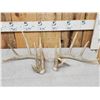 Image 1 : Set Of Main Frame 5x5 Whitetail Shed Antlers