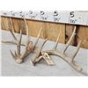 Image 2 : Set Of Main Frame 5x5 Whitetail Shed Antlers