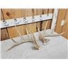 Image 3 : Set Of Main Frame 5x5 Whitetail Shed Antlers