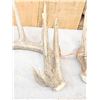 Image 4 : Set Of Main Frame 5x5 Whitetail Shed Antlers