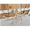 Image 6 : Set Of Main Frame 5x5 Whitetail Shed Antlers