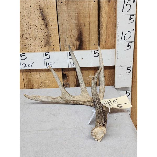 77 6/8" Wild Whitetail Shed Antler
