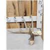 Image 1 : 77 6/8" Wild Whitetail Shed Antler