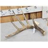 Image 2 : 77 6/8" Wild Whitetail Shed Antler