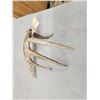 Image 3 : 77 6/8" Wild Whitetail Shed Antler