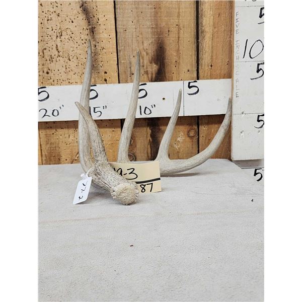 77 2/8" Wild Whitetail Shed Antler