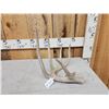 Image 3 : 77 2/8" Wild Whitetail Shed Antler