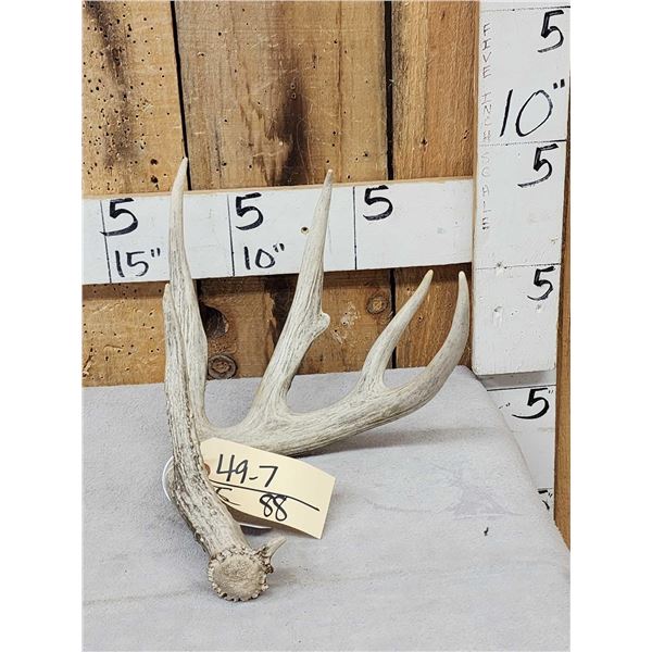 77 2/8" Wild Whitetail Shed Antler