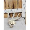 Image 1 : 77 2/8" Wild Whitetail Shed Antler